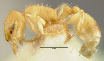 Media type: image; Entomology 21026   Aspect: habitus lateral view